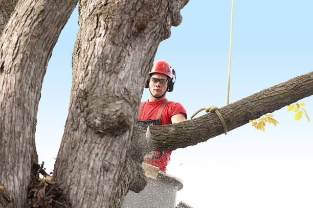 How Our Tree Care Process Works  in  Bayshore Gardens, FL